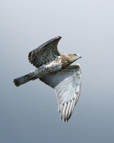 Schlangenadler (Jungvogel)