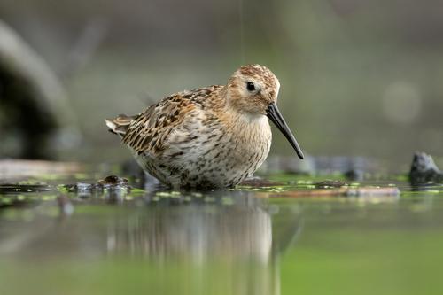 Alpenstrandläufer (Jungvogel)