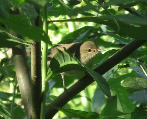 Buschspötter (Jungvogel)