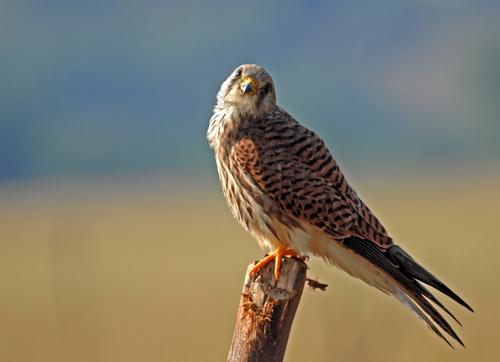 Rötelfalke
