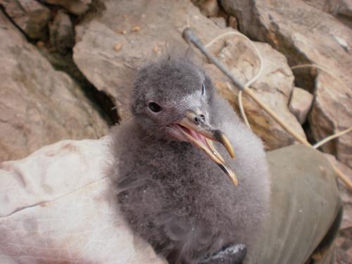 Sepiasturmtaucher (Jungvogel)