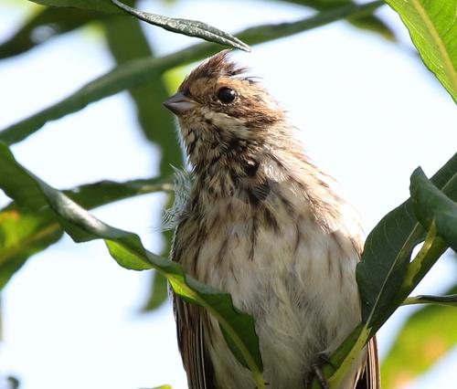 Rohrammer (Jungvogel)