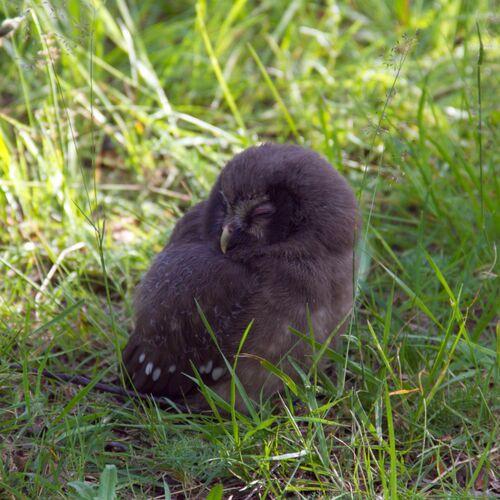 Raufußkauz (Jungvogel)