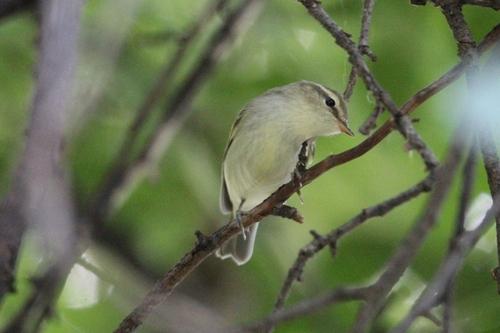 Grünlaubsänger (Jungvogel)