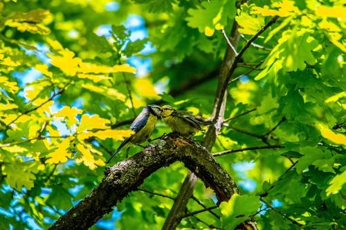 Blaumeise (Jungvogel)