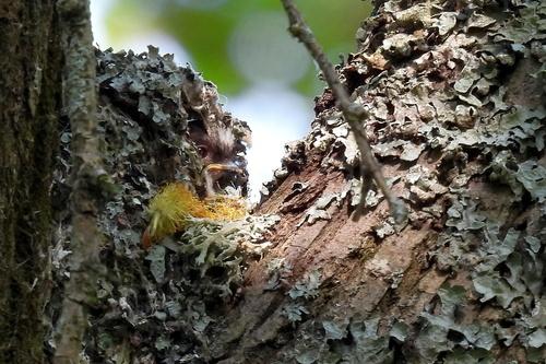 Schwanzmeise (Jungvogel)