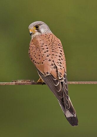 Turmfalke