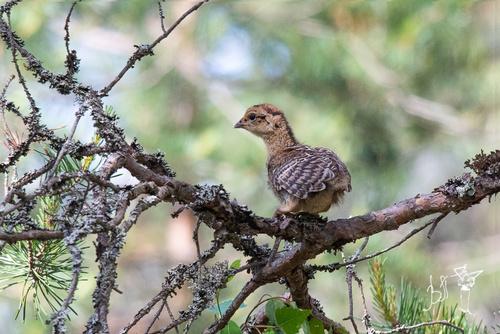 Birkhuhn (Jungvogel)