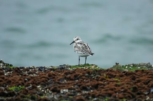 Sanderling (Jungvogel)