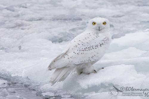 Schneeeule (Männchen)