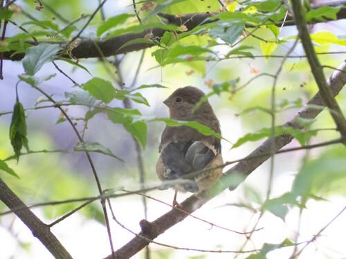 Gimpel (Jungvogel)