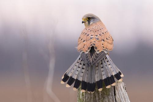 Turmfalke
