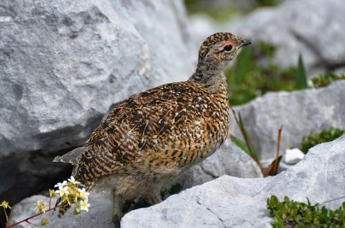 Alpenschneehuhn (Jungvogel)