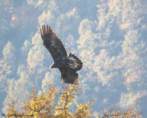 Steinadler