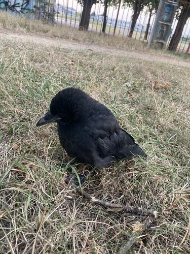 Rabenkrähe (Jungvogel)