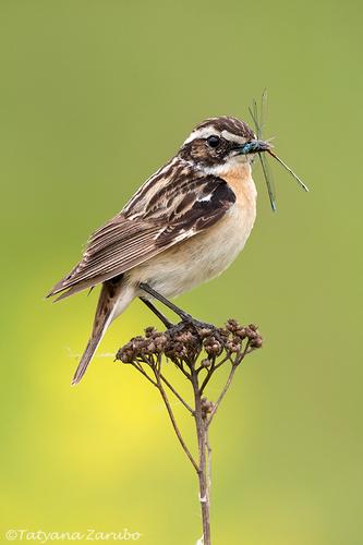 Braunkehlchen