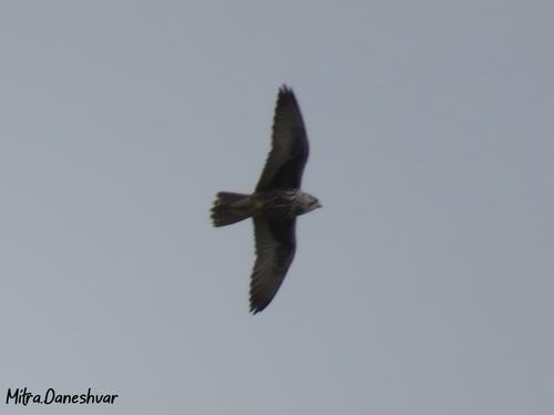 Würgfalke (Weibchen)
