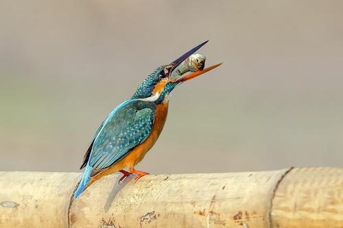 Eisvogel