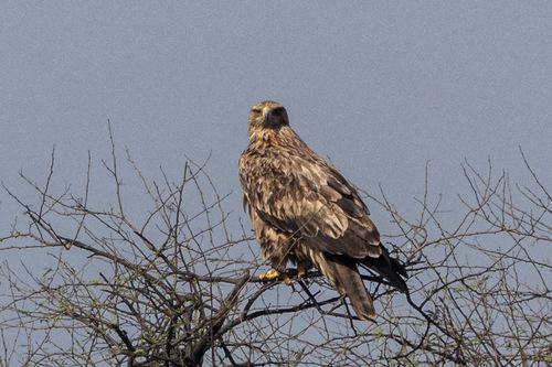 Kaiseradler (Weibchen)