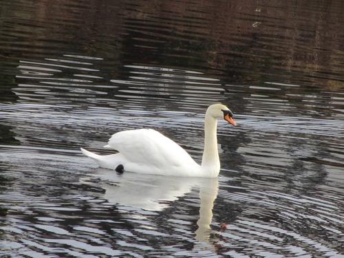 Höckerschwan