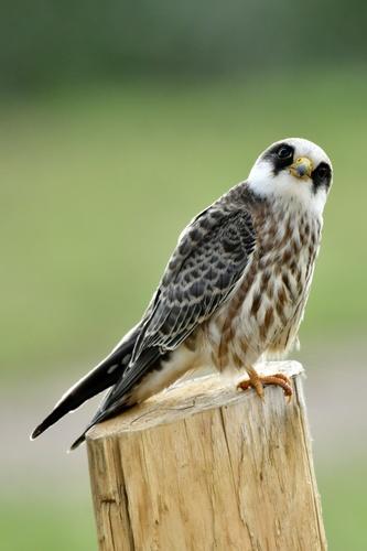 Rotfußfalke