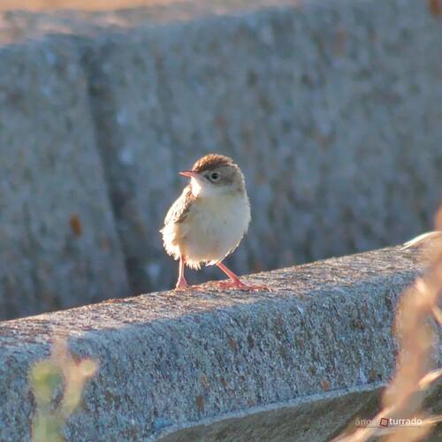 Zistensänger (Jungvogel)