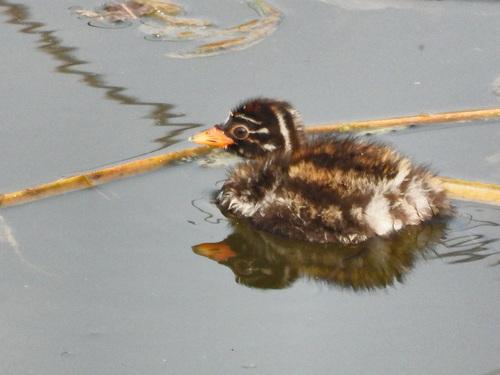 Zwergtaucher (Jungvogel)