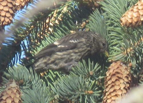 Bindenkreuzschnabel (Jungvogel)