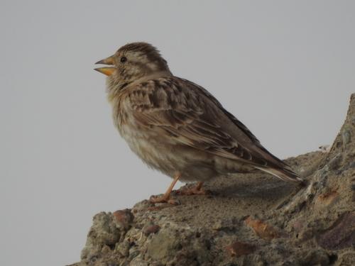 Steinsperling (Männchen)