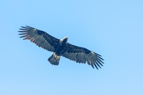 Kaiseradler