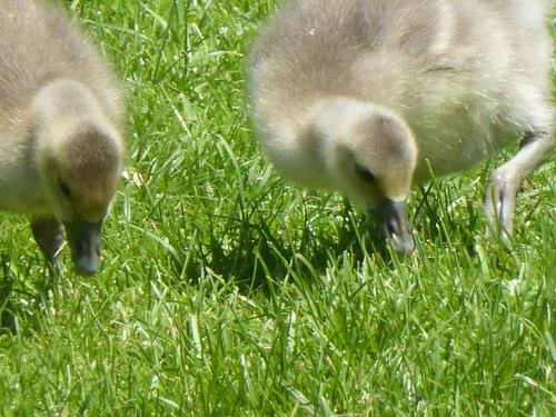 Graugans (Jungvogel)