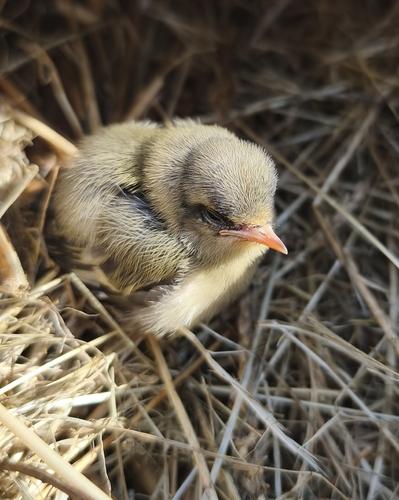 Sommergoldhähnchen (Jungvogel)