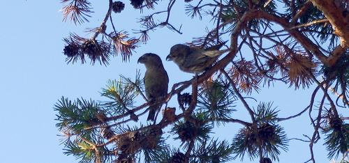 Kiefernkreuzschnabel (Jungvogel)