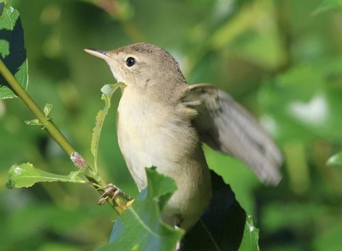 Sumpfrohrsänger (Jungvogel)