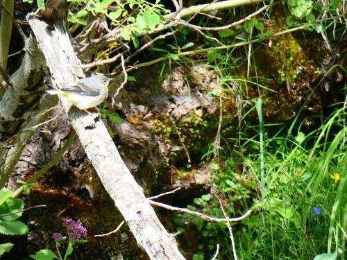Gebirgsstelze (Jungvogel)