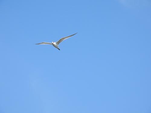 Brandseeschwalbe (Jungvogel)