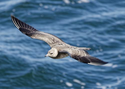Falkenraubmöwe (Jungvogel)