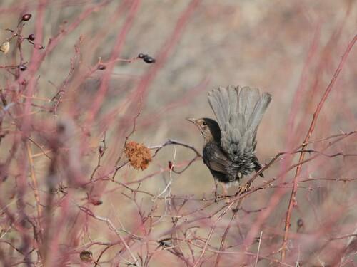 Amsel