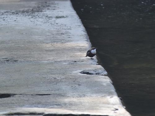 Wasseramsel