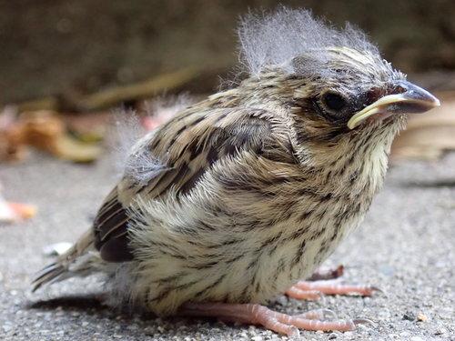 Zaunammer (Jungvogel)