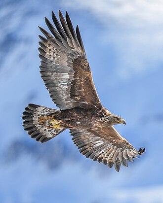 Steinadler