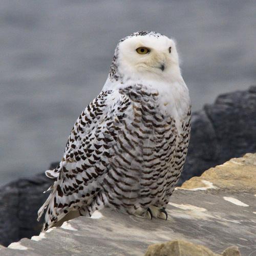 Schneeeule (Jungvogel)