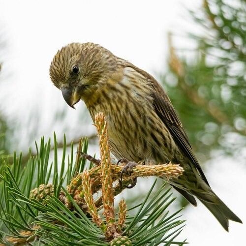 Kiefernkreuzschnabel (Jungvogel)