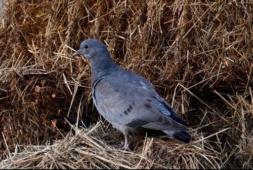Hohltaube (Jungvogel)