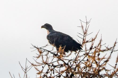 Seeadler