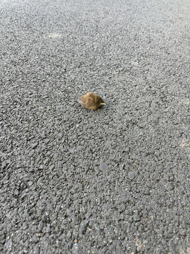 Zaunkönig (Jungvogel)