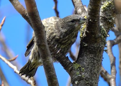 Fichtenkreuzschnabel (Jungvogel)
