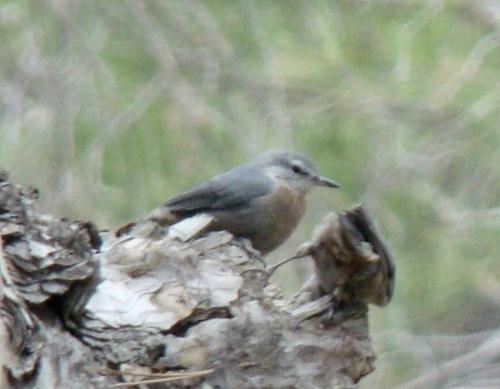 Türkenkleiber (Jungvogel)