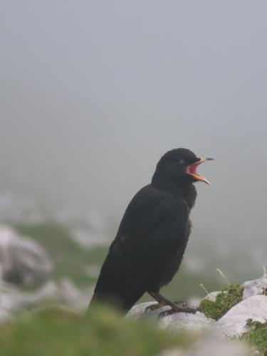 Alpendohle (Jungvogel)