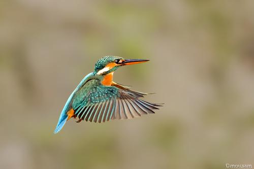 Eisvogel